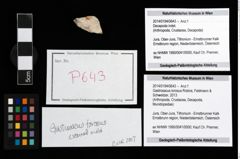 Foto (Objekt + Etikett) von Gastrosacus torosus (Robins, Feldmann & Schweitzer, 2013)  (NHMW-GEO-2014-0194-0643)